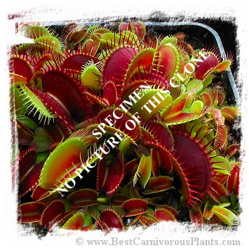 Dionaea muscipula {BCP Clone F01-F16 MIX, most of them all red, partially dentate forms} (10s) 