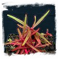 Drosera adelae {Bishop Peak, Queensland, Australia} / 2+ plants