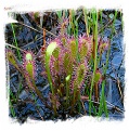 Drosera anglica {Sumava Mts, Southern Bohemia, Czech Republic} / 2+ plants