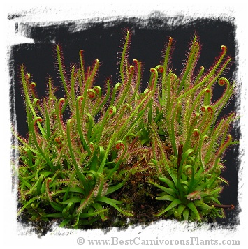 Drosera filiformis {Plymouth, Massachusetts, USA} / 2+ plants