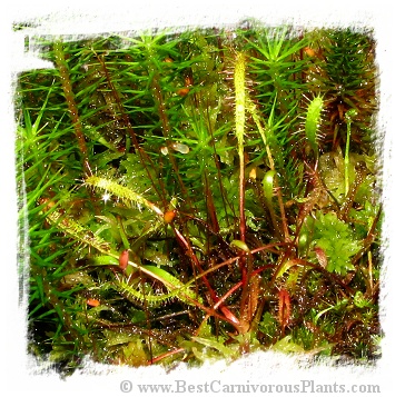 Drosera linearis {Dorcas Bay, Ontario, Canada} (20s)