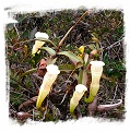 Nepenthes alba {clone N183-50, Gunung Tahan, Peninsular Malaysia} / 5-12 cm