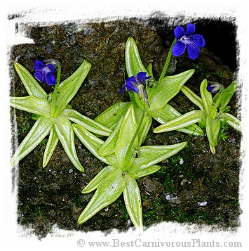 Pinguicula fiorii / 1+ plants
