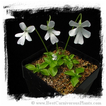 Pinguicula moranensis var. alba {pure white flower; Molango, Mexico} / 2+ plants