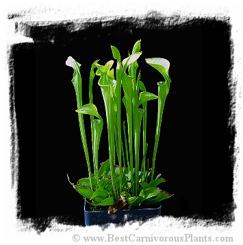 Sarracenia oreophila {narrow phyllodias, Clay Co., North Carolina} / 1+ plant, size 15-30 cm
