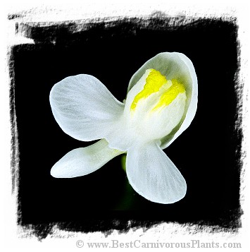 Utricularia nephrophylla {white flower, Serra Dos Orgaos, Brazil} 