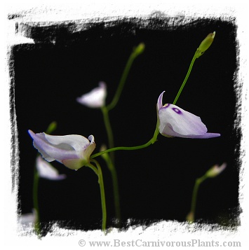 Utricularia pubescens {small flower} 