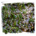 Utricularia resupinata {Florida, USA} / 1 clump