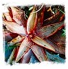 Other Butterworts