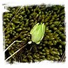 HIBERNACULA of Temperate Sundews &amp; Butterworts