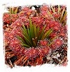 Petiolaris Complex Sundews