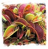 Venus Flytraps I.