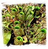 Lowland Tropical Pitcher Plant