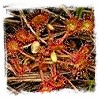 Temperate Sundews