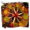 Tuberous Sundews