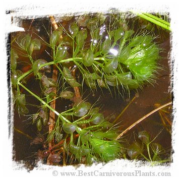 Aldrovanda vesiculosa {Bodensee, Switzerland} / 5 plants
