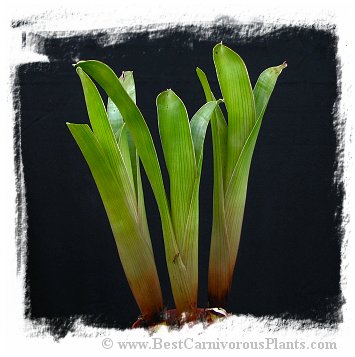 Brocchinia reducta {France strain, clone # 1, 2} / 1+ plants, 5-10 cm