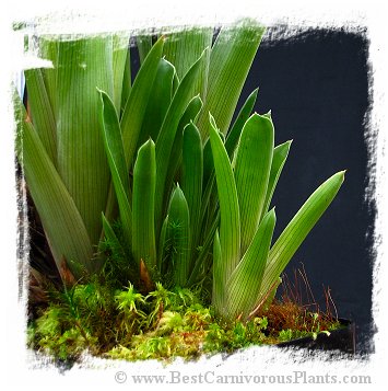 Brocchinia reducta {France strain, clone # 1, 2} / 1+ plants, 5-10 cm