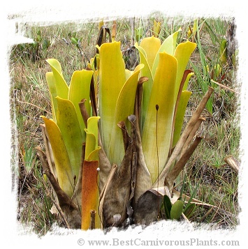 Brocchinia hechtioides {Gran Sabana, Venezuela} / 1+ plants, 5-15 cm