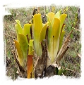 Brocchinia hechtioides {lowland savanna under Akopan Tepui, Chimanta Massif, Venezuela} / 1 plant, 5-15 cm