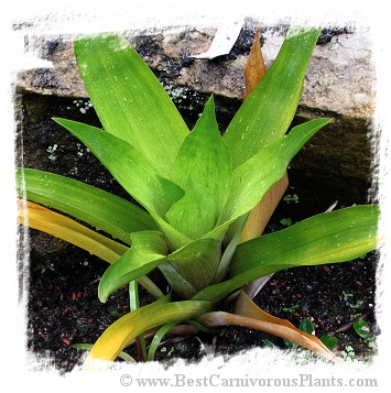 Brocchinia tatei / 10-20 cm