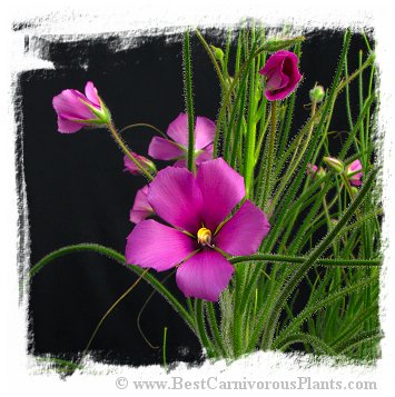 Byblis lamellata {Eneabba, Western Australia} (6s)