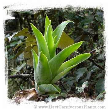 Catopsis berteroniana {near Santa Elena, Gran Sabana, Venezuela} / 1+ plants, 4-10 cm