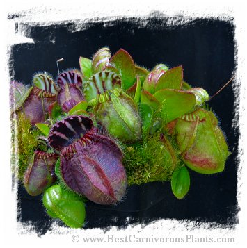 Cephalotus follicularis {BCP very dark in winter clone} / 1 clump, size 2-4 cm