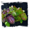 Cephalotus follicularis {BCP very dark in winter clone} / 1 clump, size 0.5-2 cm