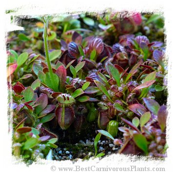 Cephalotus follicularis {Seedlings of Hummers Giant} [BCP ID Cephalotus follicularis {Seedlings of Hummers Giant} [BCP ID