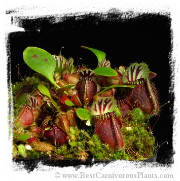 Cephalotus follicularis {mix of different forms} (7 seeds)