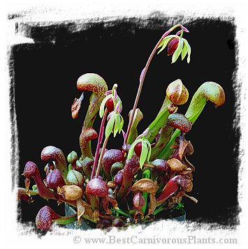 Darlingtonia californica {strong and hardy, UK clone} (30 seeds) 