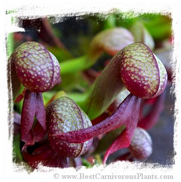 Darlingtonia californica {seed-grown} / 2+ plants