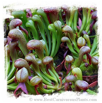Darlingtonia californica {seed-grown} / 2+ plants
