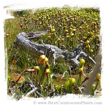 Darlingtonia californica {mixed populations, Del Norte Co., California, USA} (50s)