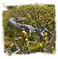 Darlingtonia californica {mixed populations, Del Norte Co., California, USA} (50s) 