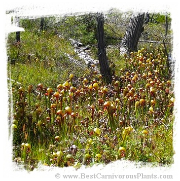 Darlingtonia californica {mixed populations, Del Norte Co., California, USA} (50s)
