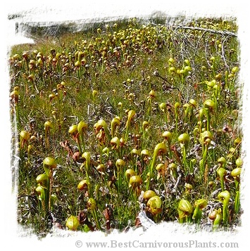 Darlingtonia californica {mixed populations, Del Norte Co., California, USA} (50s)