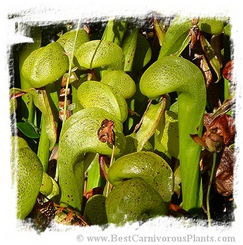 Darlingtonia californica {Florence, Oregon, USA} (20s)