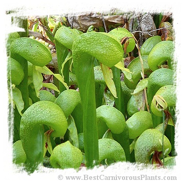 Darlingtonia californica {Florence, Oregon, USA} (20s)