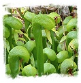 Darlingtonia californica {Florence, Oregon, USA} (20s)
