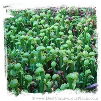 Darlingtonia californica {Florence, Oregon, USA} (20s)