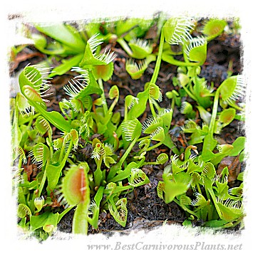 Dionaea muscipula 'BCP CRAZY CUP TRAP, BCP 1343-05'  / 2+ plants, 2-5 cm