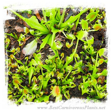 Dionaea muscipula 'BCP CRAZY CUP TRAP, BCP 1343-05'  / 2+ plants, 2-5 cm