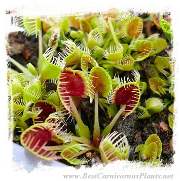 Dionaea muscipula 'BCP CRAZY CUP TRAP, BCP 1343-05'  / 2+ plants, 2-5 cm