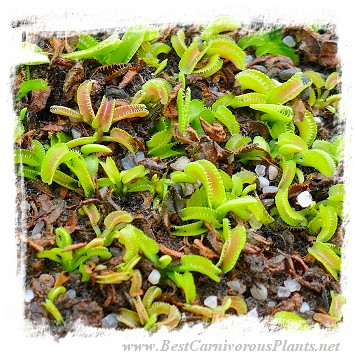 Dionaea muscipula 'BCP Kim Jong-un'  / 2+ plants, 1-3 cm