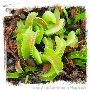 Dionaea muscipula 'BCP Kim Jong-un'  / 2+ plants, 1-3 cm