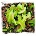 Dionaea muscipula 'BCP Kim Jong-un'  / 2+ plants, 1-3 cm