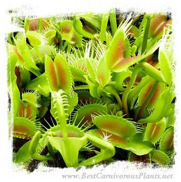 Dionaea muscipula (giant forms): Clone L05 / 2+ plants