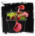 Dionaea muscipula 'Red Sawtooth / 2+ plants
